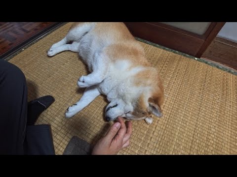 鼻筋コショコショしてたら寝ちゃったモモさんを観察する会 サムネイル