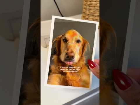 dog-tor coby to rescue🛟goldenpup puppy goldenpupppy dogbree… サムネイル