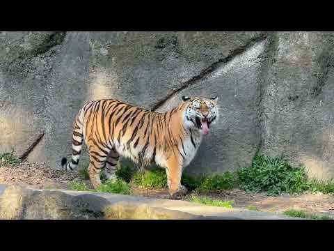 夕方から担当サーシャちゃん登場〜！　アムールトラ　浜松市動物園にて　2026年3月15日 サムネイル