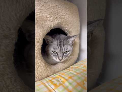 寒くて動かない保護猫 The cat is cold and won't move. 保護猫