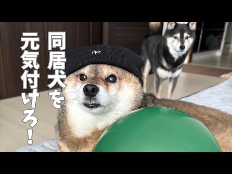 飼い主不在に寂しがる黒柴と元気付けようとする胡麻柴？ サムネイル