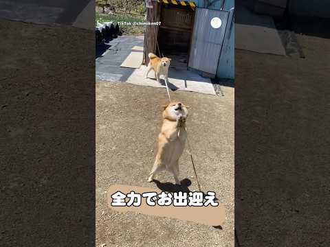 全力でお出迎えする柴犬夫婦💕　　　　　　　　柴犬　犬　かわいい犬 犬のいる暮らし 癒し サムネイル