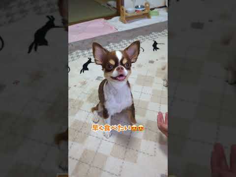 みんな大好き焼き芋やで！ shorts サムネイル