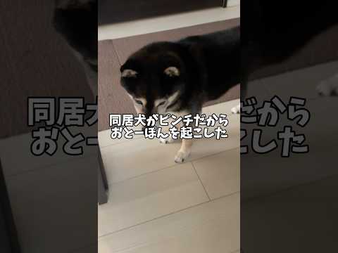 奇行を繰り返す同居犬🐕に黒柴が思うこと・・・