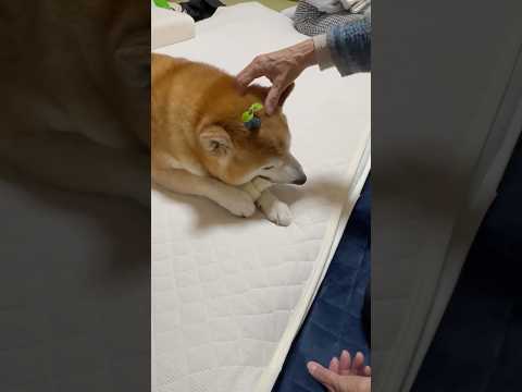 柴犬福 おばあさんの布団に居た柴犬🤣Grandma and Shiba🤣姉と柴 shorts japanesedog… サムネイル