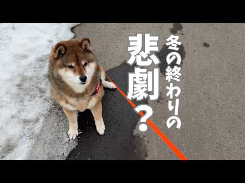 飼い主の失態！その時柴犬は・・・。 サムネイル
