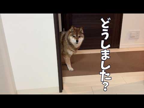 用がある時だけやってくる柴犬をご覧ください・・・ サムネイル