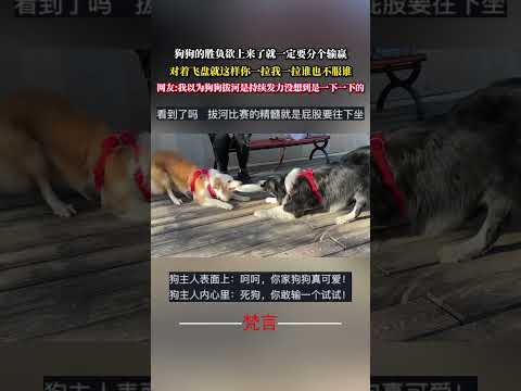 狗狗的勝負欲上來了就一定要分個輸贏 對著飛盤就這樣你一拉我一拉誰也不服誰 狗狗 有趣 萌寵 可愛 dog amazin… サムネイル