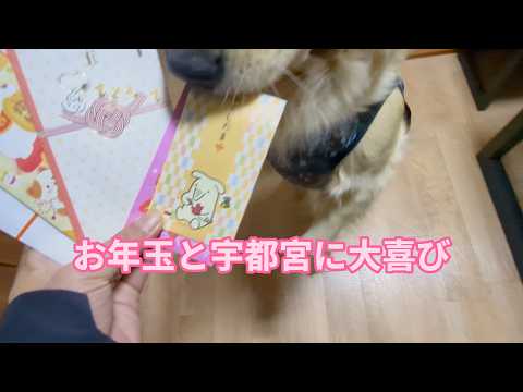 正月休みも明けて行動開始。ゴールデンレトリバーティト サムネイル