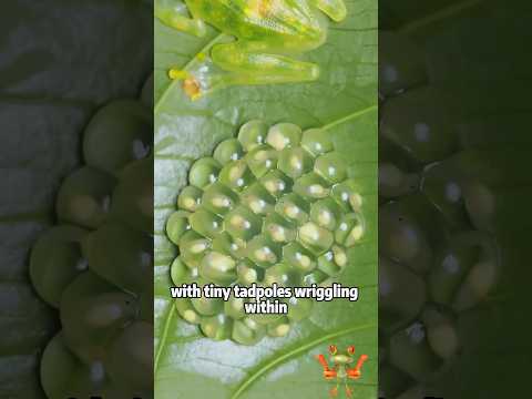 The World's Most Beautiful Frog: The Black-eyed Tree Frog a… サムネイル