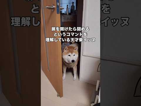 開けたら閉めてのコマンドで扉を閉めることに成功し笑顔が弾けてしまう天才犬 柴犬 天才犬 柴犬のいる暮らし shorts サムネイル