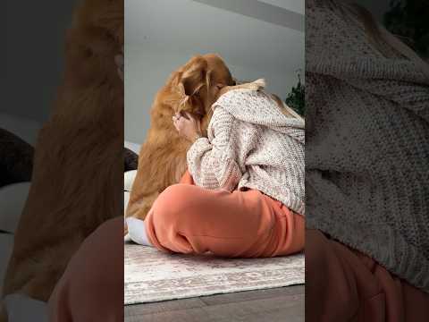 coming home to my golden retriever ♥️ goldendog dog puppy g… サムネイル