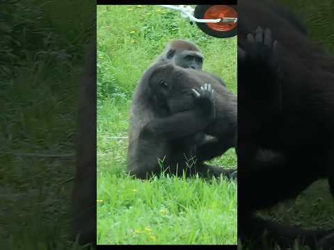 gorilla 💕 auntie 🤣 gorillatag taipeizoo 金剛猩猩 台北市立動物園 zoo fu… サムネイル