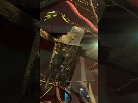 shorts チビフクロモモンガ　埼玉県こども動物自然公園にて　2026年3月6日 サムネイル