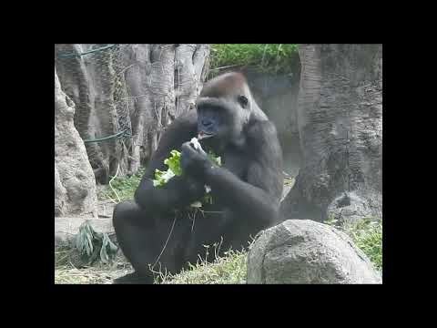 gorilla Tayari 15y old shorts.T覓食.撿拾食物高手 サムネイル