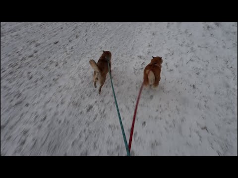 2025年12月29日(月) 雪の朝、柴犬は通常の三倍の速さで移動します サムネイル