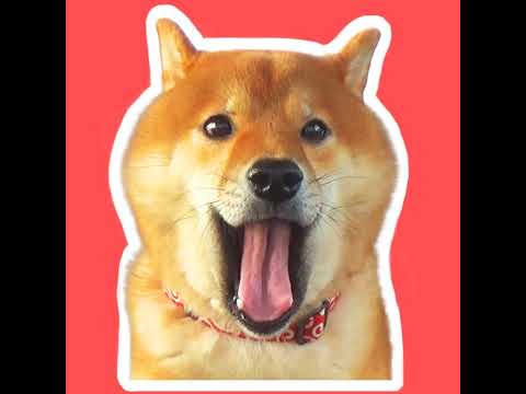 急遽ライブ配信に！柴犬ハチ家の最近のお話 サムネイル