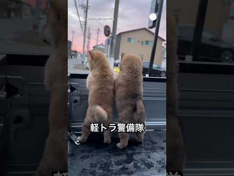 出動。軽トラ警備隊の柴犬子犬が可愛すぎた　柴犬　子犬　かわいい犬 かわいい 癒し サムネイル