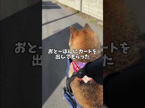 柴犬12歳の現実 サムネイル