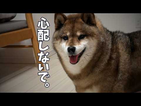 愛犬の老化を心配する飼い主のために柴犬🐕が元気をアピールしてみたところ・・・。 サムネイル