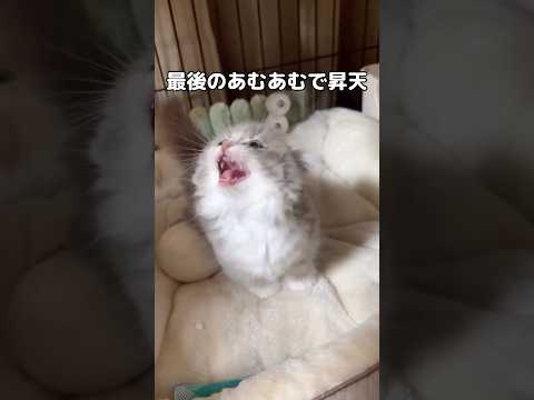 生きてるだけで可愛いのにあむあむ言い始めて昇天 子猫 マンチカン shorts サムネイル