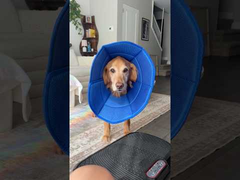 conversations with my golden retriever🥺goldenretreivers dog…