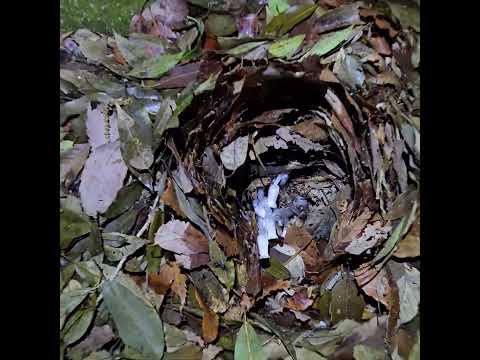 歩いて帰宅してたら出会った幽霊草　 ゴールデンレトリバー 大型犬のいる生活 goldenretriever short… サムネイル