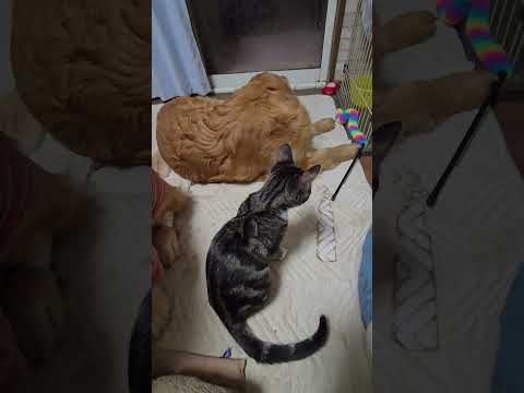 オモチャでゴールデンレトリバーを遊びに誘う子猫  ゴールデンレトリバー 子ネコ 大型犬のいる生活 goldenretr… サムネイル