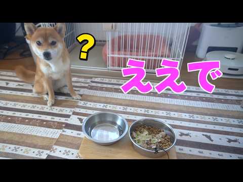 【ええで！】いかなり関西弁コマンドは通じる？柴犬小夏ASMR サムネイル