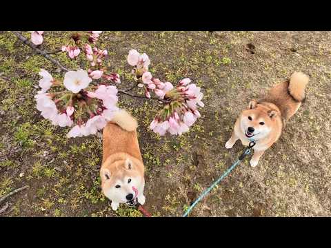 【七分咲き】ウラニワ🌸開花情報 サムネイル