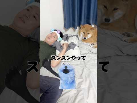 似てるよねwwww 柴犬 スンスン チワワ shorts