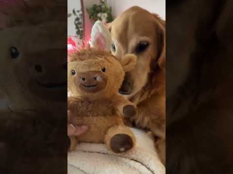 coming home to my golden retriever🥵 goldenretreiver dog ind… サムネイル