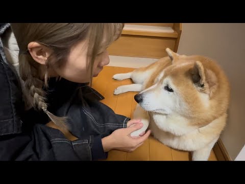 柴犬福 チューリッ福ソングを歌う姉にだる絡みされる柴犬🤣Sister and Shiba🤣 サムネイル
