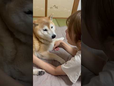 柴犬福 痒いところに手が届く姉執事にお礼のチューをする葵乃福王子🤣Sis and Shiba🤣姉と柴 shorts j… サムネイル