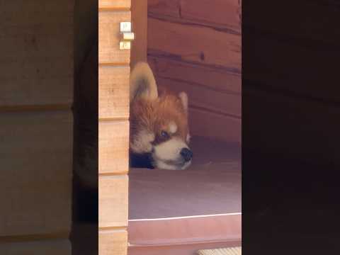 shorts 寝姿も愛らしい風太くん　レッサーパンダ　千葉市動物公園にて　2026年2月23日 サムネイル