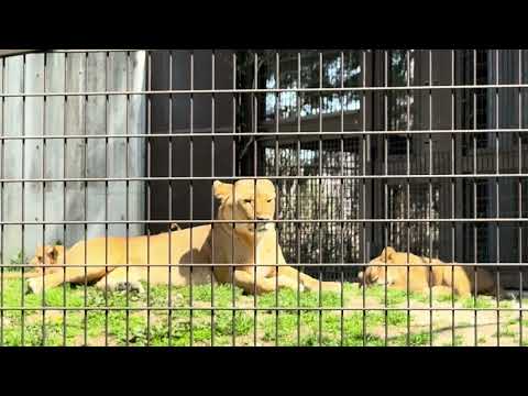 シルクママとこども達　ライオンファミリー　のんほいパークにて　2026年4月3日 サムネイル