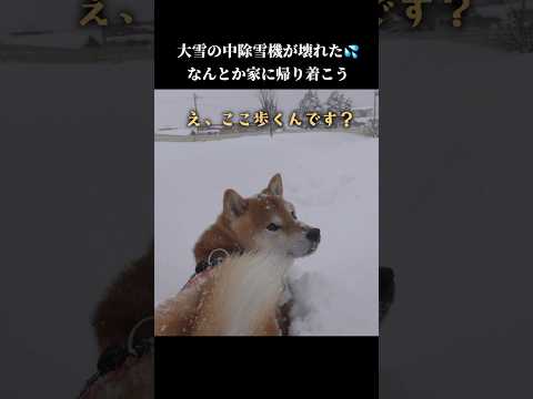 柴犬は道なき道を前に戸惑ってしまう shibainu 犬のいる生活 青森 サムネイル