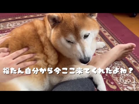 柴犬福 姉に自分から絡みいったのにブチギレ理不尽柴🤣Sister and Shiba Inu🤣 サムネイル