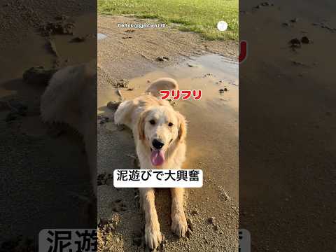 飼い主は大焦り…泥遊びに大満足のゴールデン😂　　ゴールデンレトリバー 大型犬　犬　面白い　犬のいる暮らし サムネイル