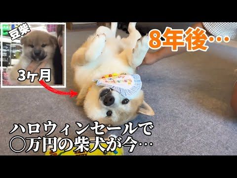 【ハロウィンセールで売られていた柴犬】8年後の今、沢山の人を笑顔にする柴犬へと成長しました