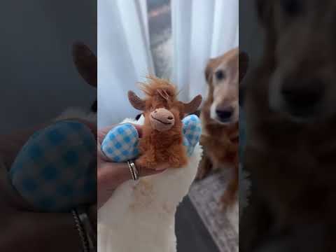 coming home to my golden retriever❤️india retreiver dog pup… サムネイル