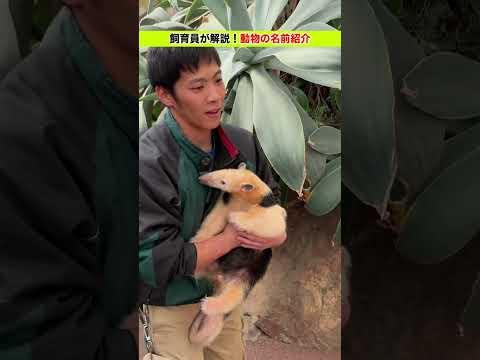 【動物の名前紹介】アリクイのコンくん & トトくん！ サムネイル