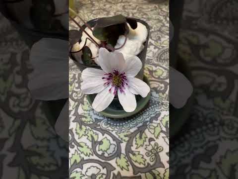 shorts 雪割草が綺麗です♪ サムネイル