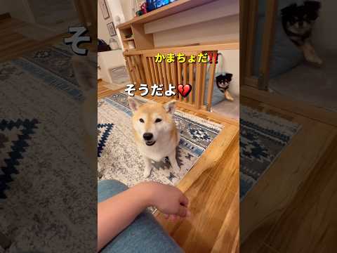 静電気で...🤣柴犬 チワワ shorts サムネイル