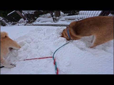 雪に頭ごと突っ込んで侵入者捜索 サムネイル