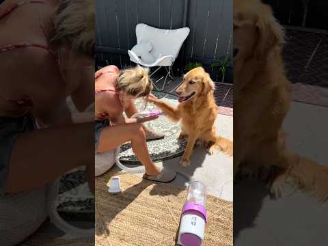 dog-tor coby to rescue🛟goldenpup puppy goldenpupppy dogbree… サムネイル