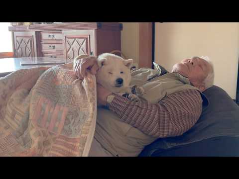 怒涛のサモエド会終わり、大好きなじいちゃんを休憩ポイントの様に囲み安らぐ柴犬とサモエド サムネイル