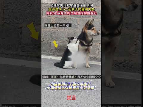 貓咪幫狗狗按摩溫馨治癒瞬間 貓 狗狗 可愛 治愈 有趣 萌寵 cat dog pets cute cure funny… サムネイル