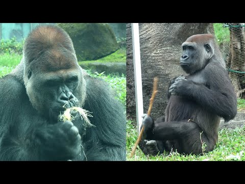 Gorilla D'jeeco family happy lunchtime,Jabali,Ringo,Tayari,… サムネイル
