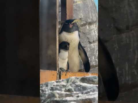 shorts イワトビペンギンの親子🫢　男鹿水族館GAOにて　2026年5月22日 サムネイル